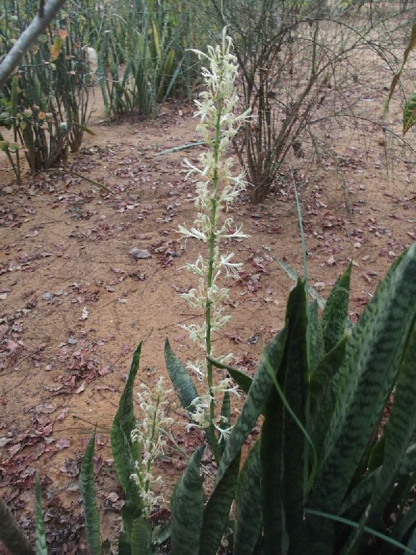 Dal Madagascar: Kalanchoe pinnata (Crassulaceae)